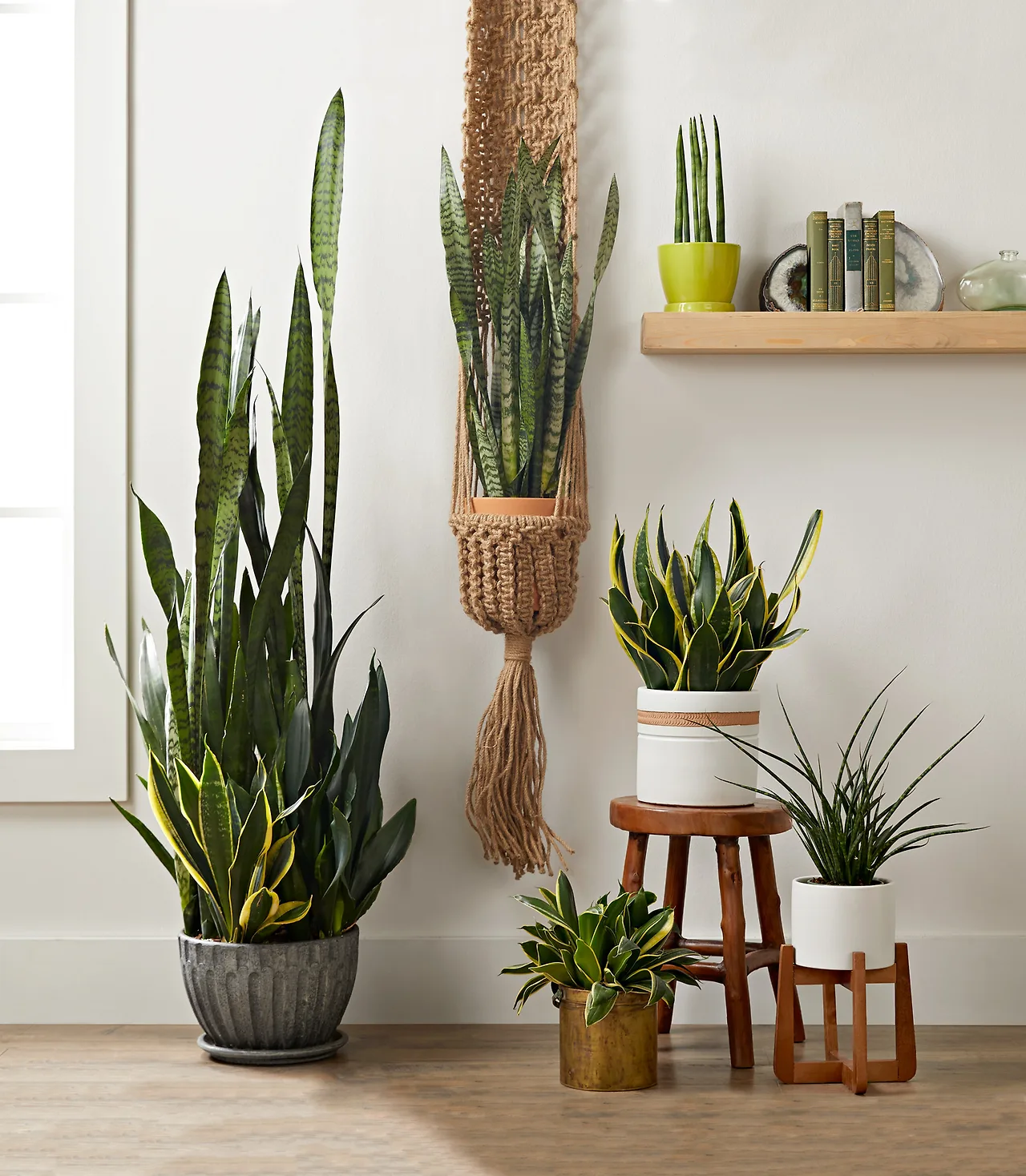 cây lưỡi hổ không cần nhiều ánh nắng tự nhiên