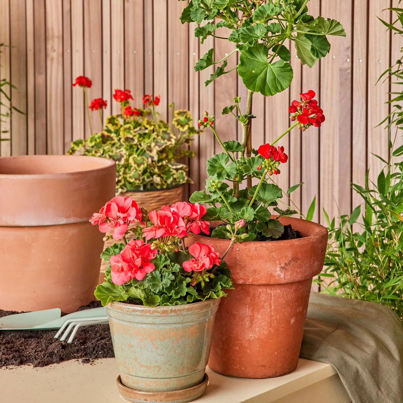 nguyên tắc phối màu đẹp cho hoa và chậu hoa