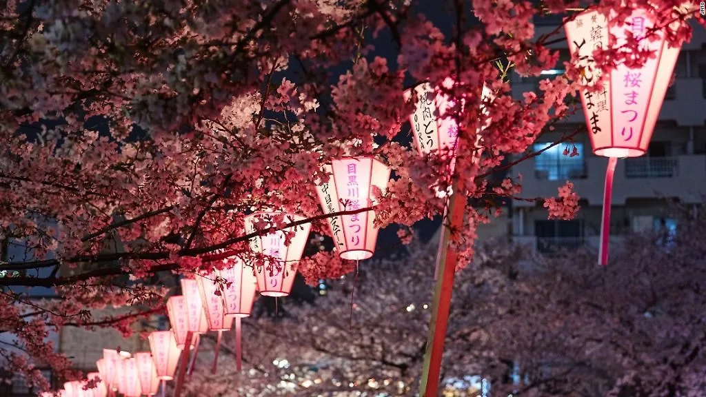 hoa anh đào 4 hoa anh đào 4