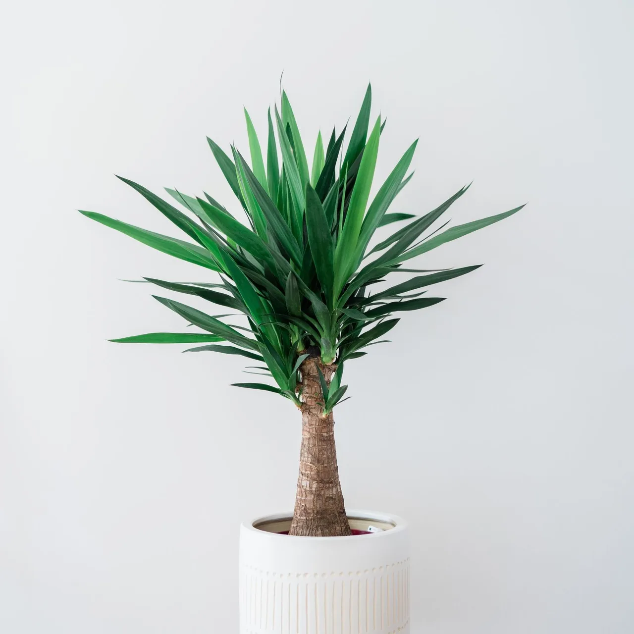 Cây Yucca phù hợp với cung hoàng đạo Sư Tử