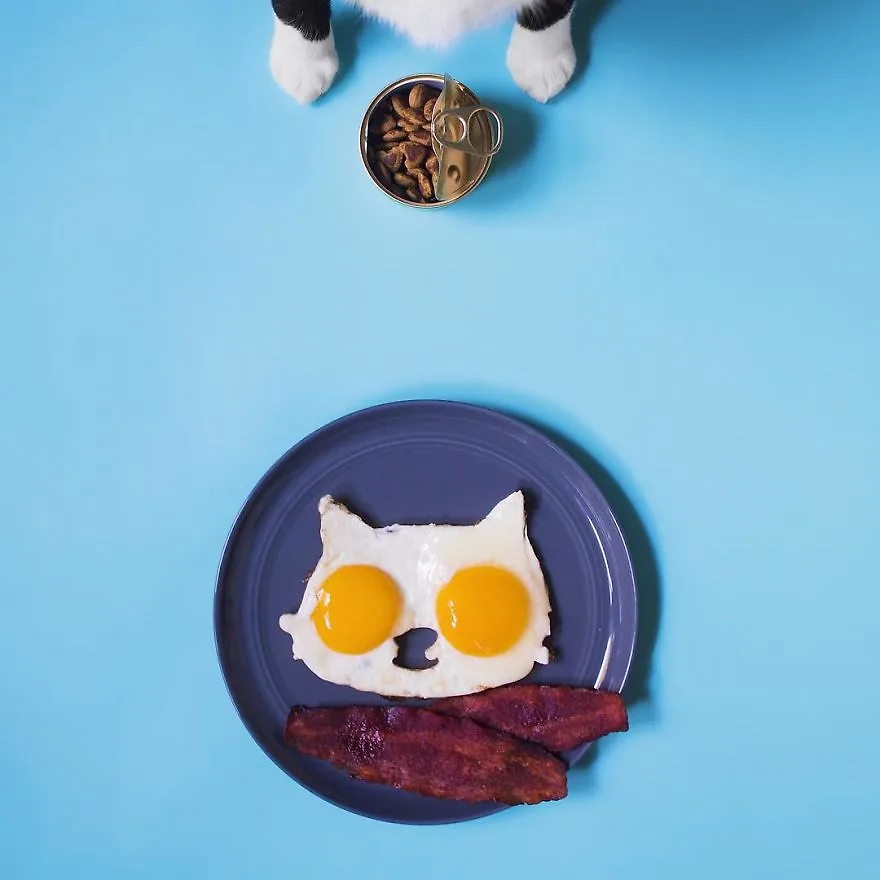 Gặp gỡ công chúa mèo Cheeto được yêu thích trên cộng đồng mạng Gặp gỡ công chúa mèo Cheeto được yêu thích trên cộng đồng mạng