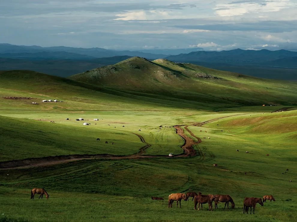 ngựa ở đồng cỏ hulunbuir