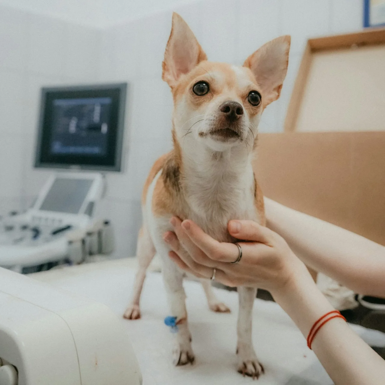 khám thú y định kỳ cho thú cưng