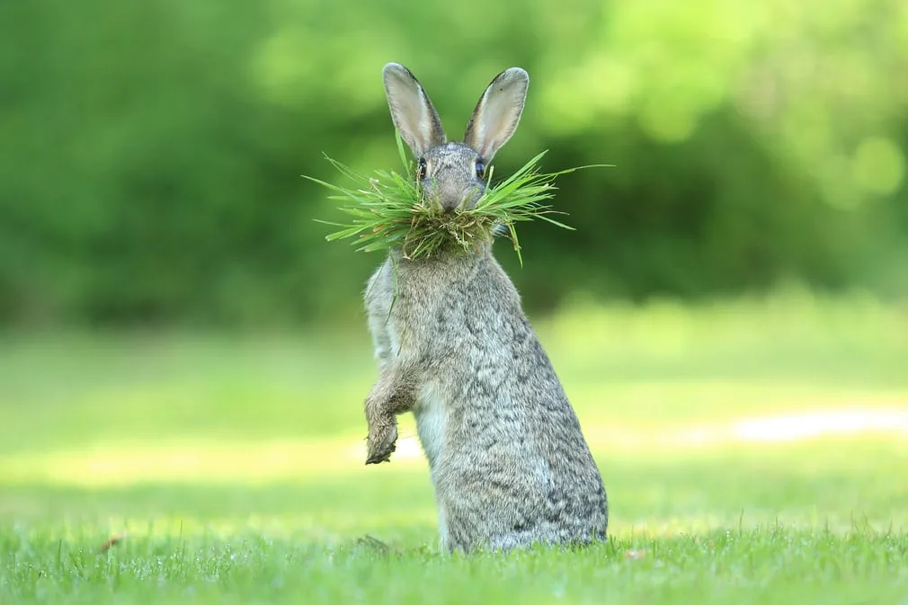 Cuộc thi Comedy wildlife 12