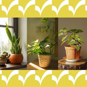 Những cây cảnh đẹp dễ chăm cho người mới bắt đầu.