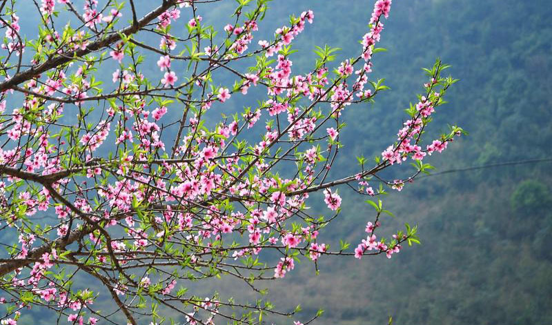 hoa đào